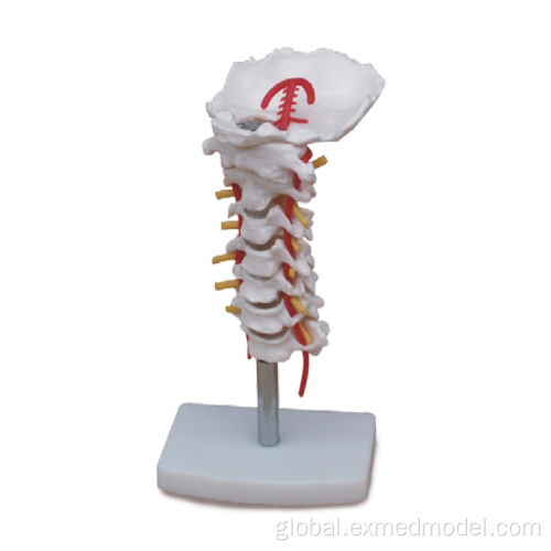 Cervical Vertebral Column Model Cervical Vertebral Column with Neck Artery Supplier